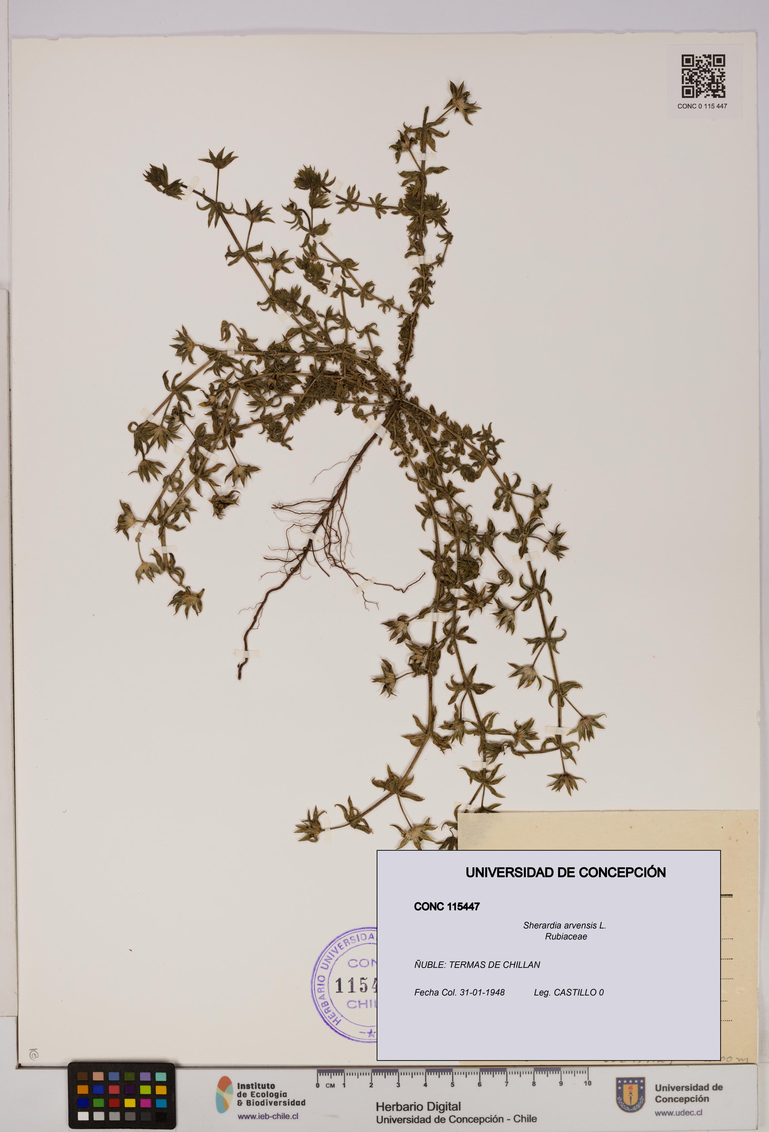 Sherardia arvensis [Espécimen: UDEC:CONC:0115447]