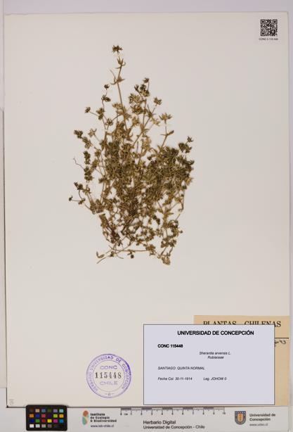 Sherardia arvensis [Espécimen: UDEC:CONC:0115448]