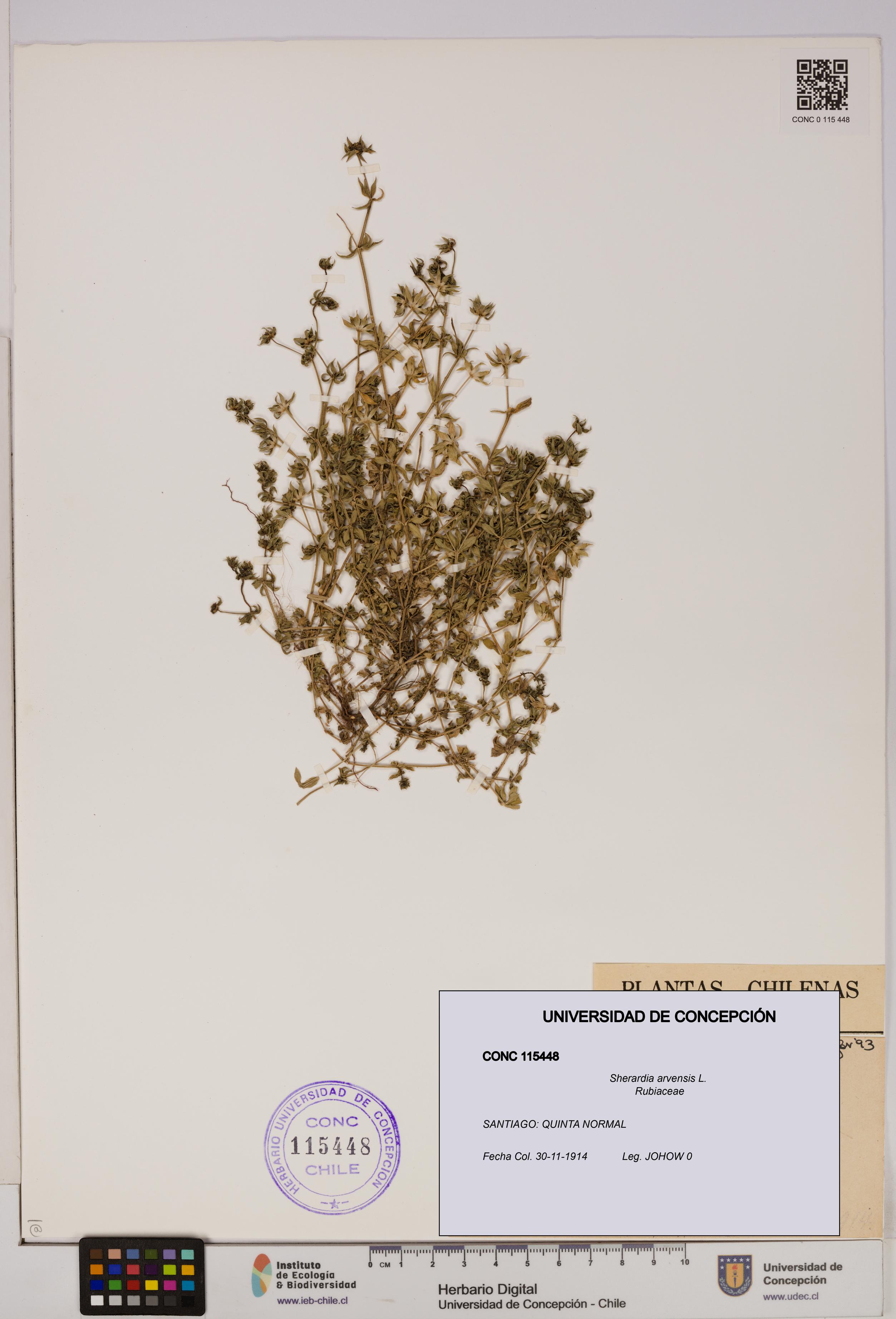 Sherardia arvensis [Espécimen: UDEC:CONC:0115448]