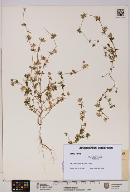 Sherardia arvensis [Espécimen: UDEC:CONC:0115449]