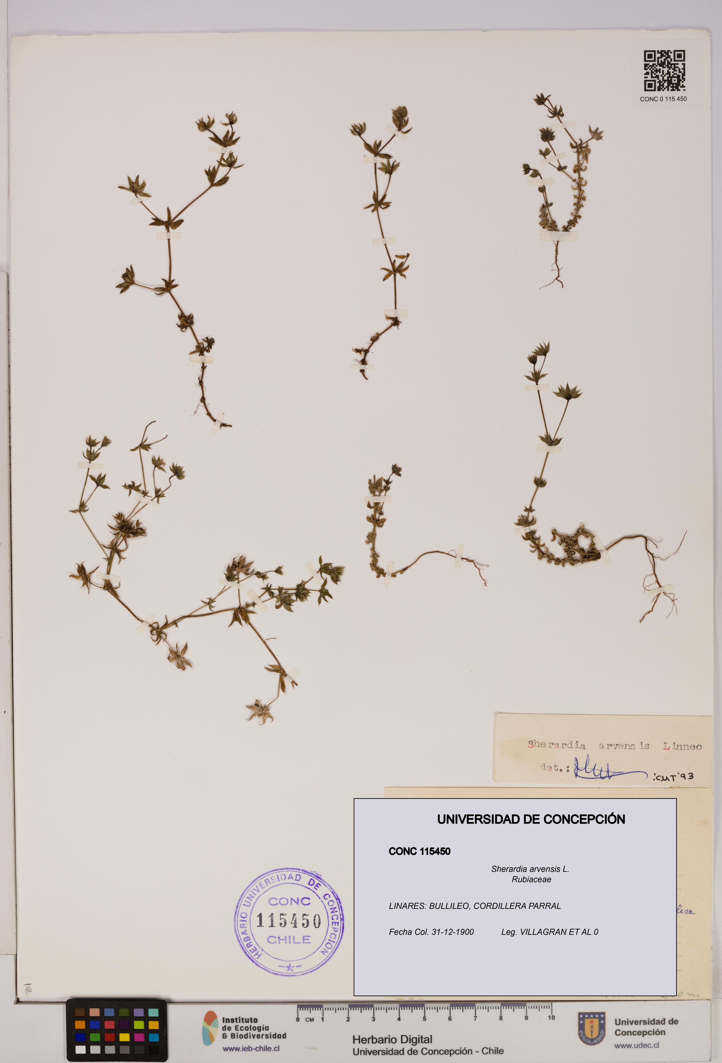 Sherardia arvensis [Espécimen: UDEC:CONC:0115450]
