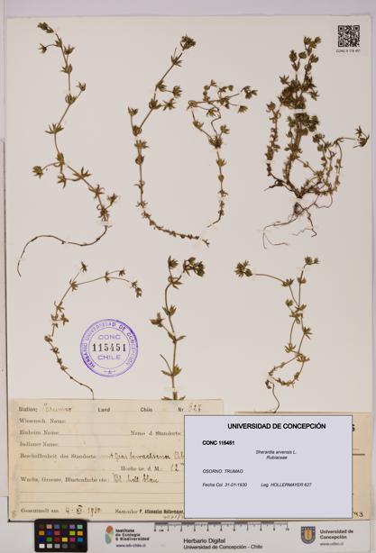 Sherardia arvensis [Espécimen: UDEC:CONC:0115451]