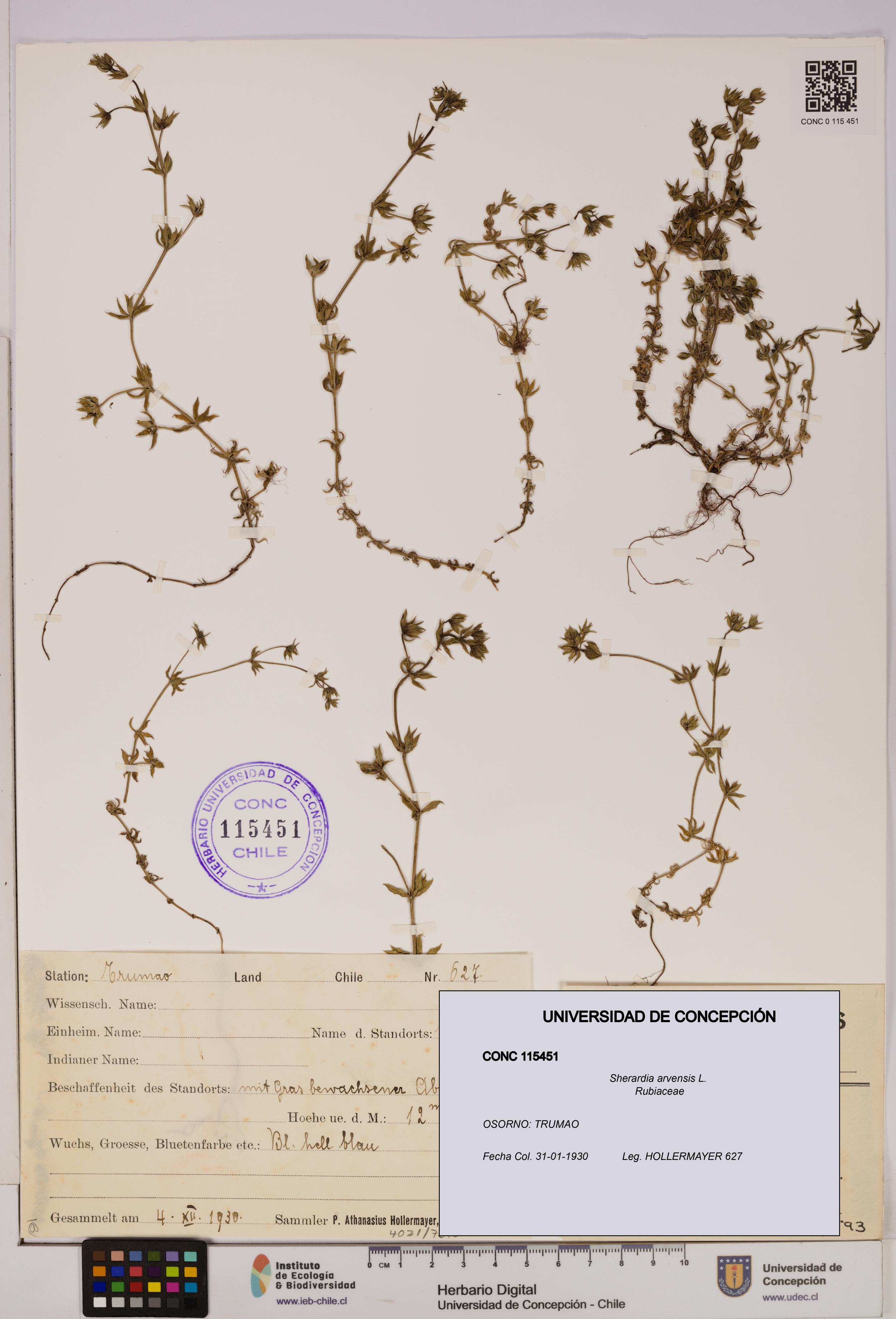 Sherardia arvensis [Espécimen: UDEC:CONC:0115451]