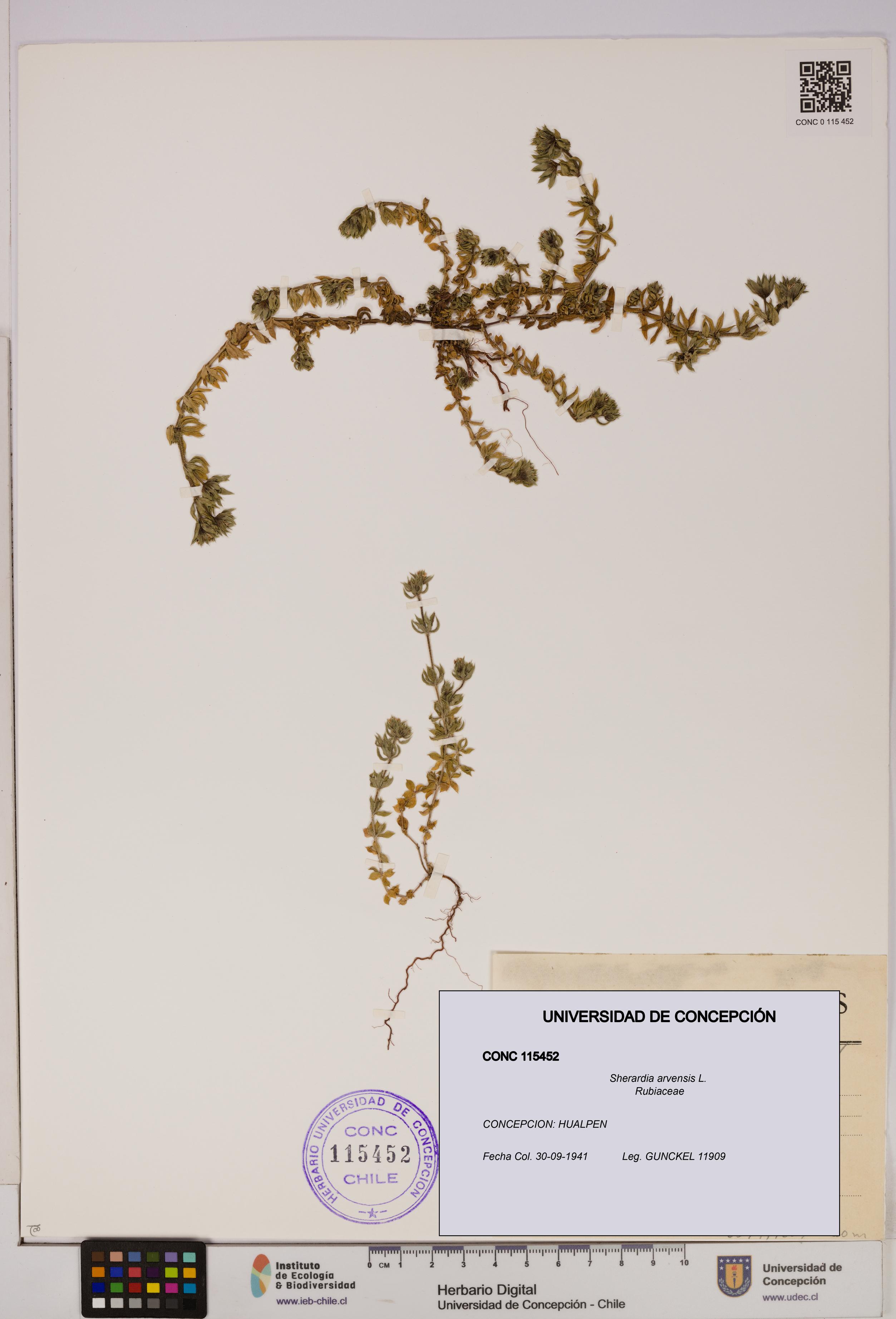 Sherardia arvensis [Espécimen: UDEC:CONC:0115452]