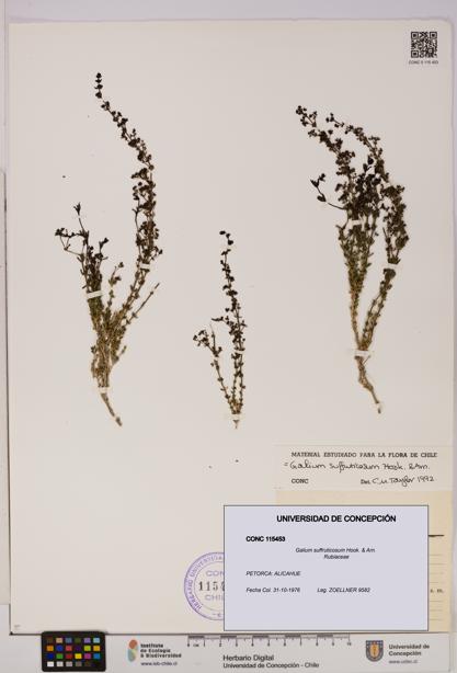 Galium suffruticosum [Espécimen: UDEC:CONC:0115453]