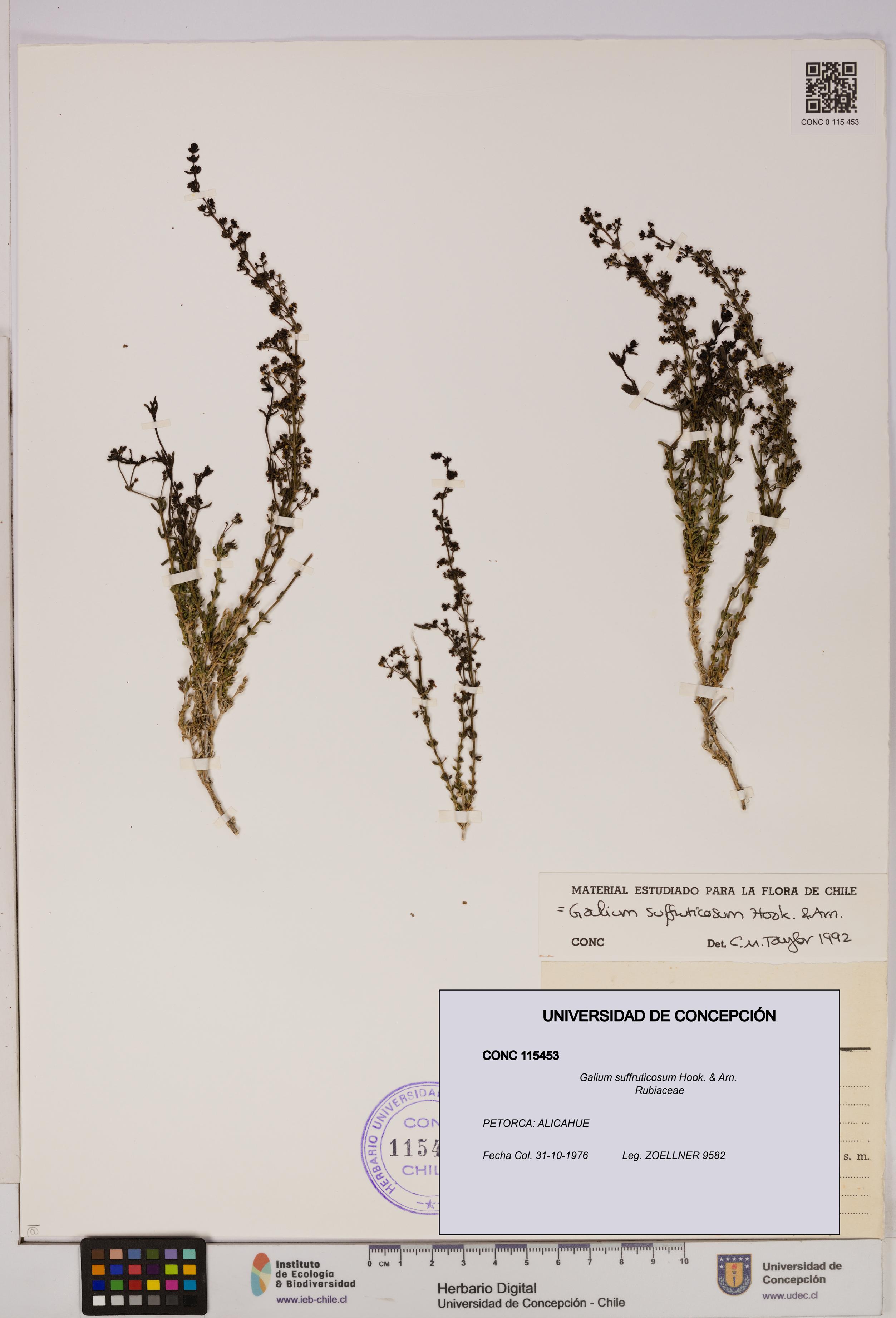 Galium suffruticosum [Espécimen: UDEC:CONC:0115453]