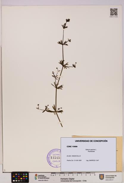 Galium aparine [Espécimen: UDEC:CONC:0115454]