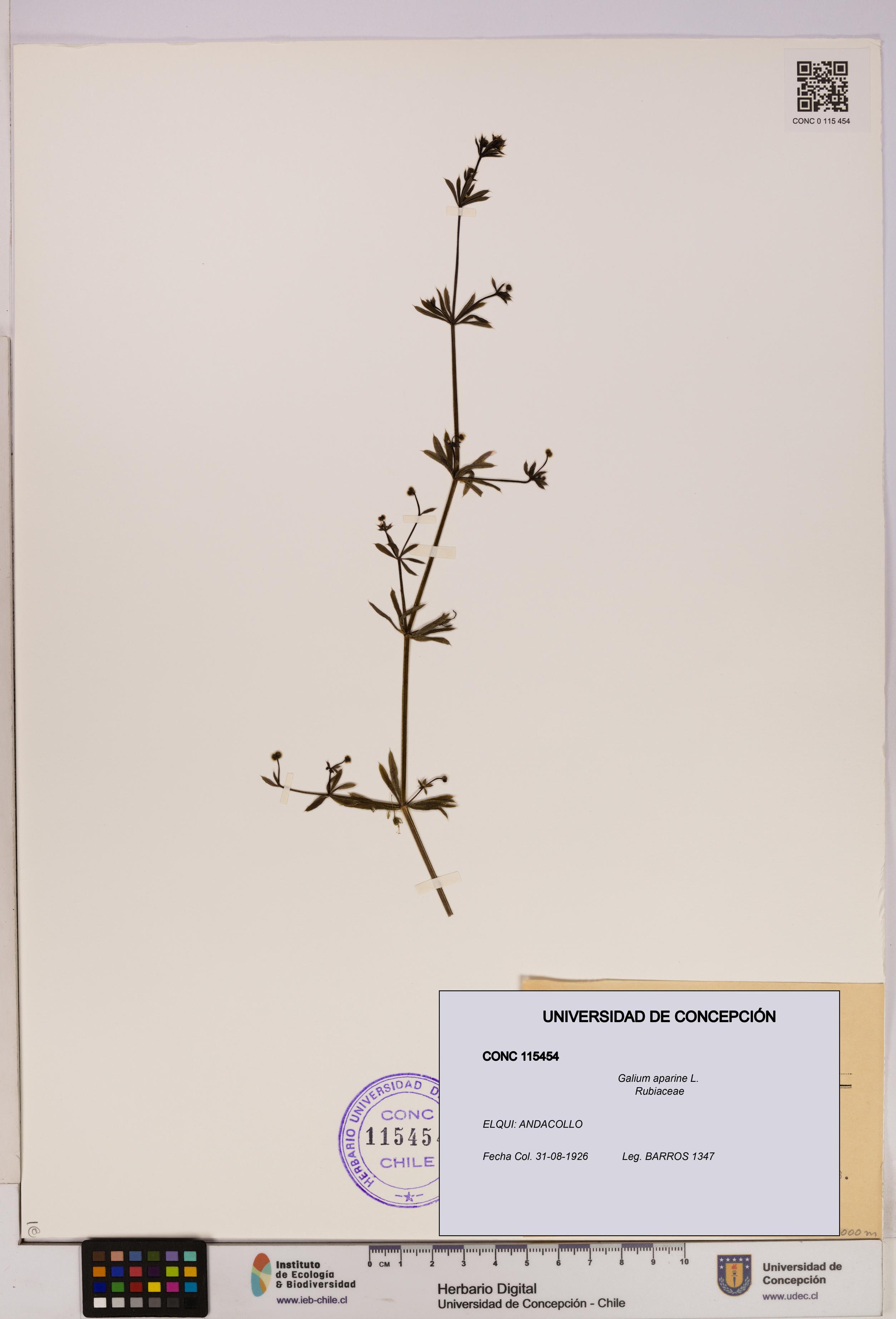 Galium aparine [Espécimen: UDEC:CONC:0115454]