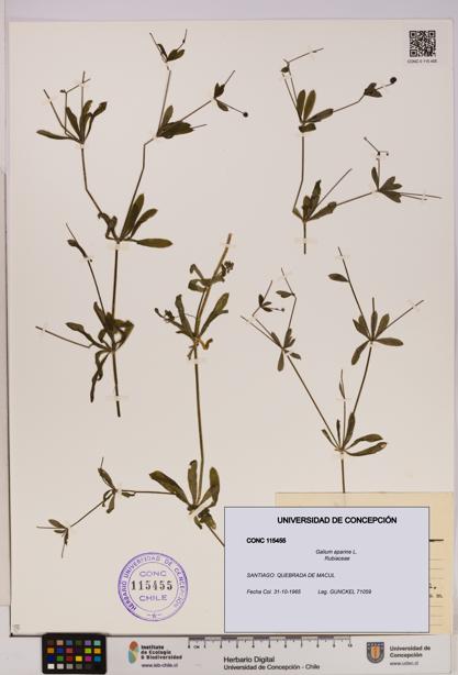 Galium aparine [Espécimen: UDEC:CONC:0115455]