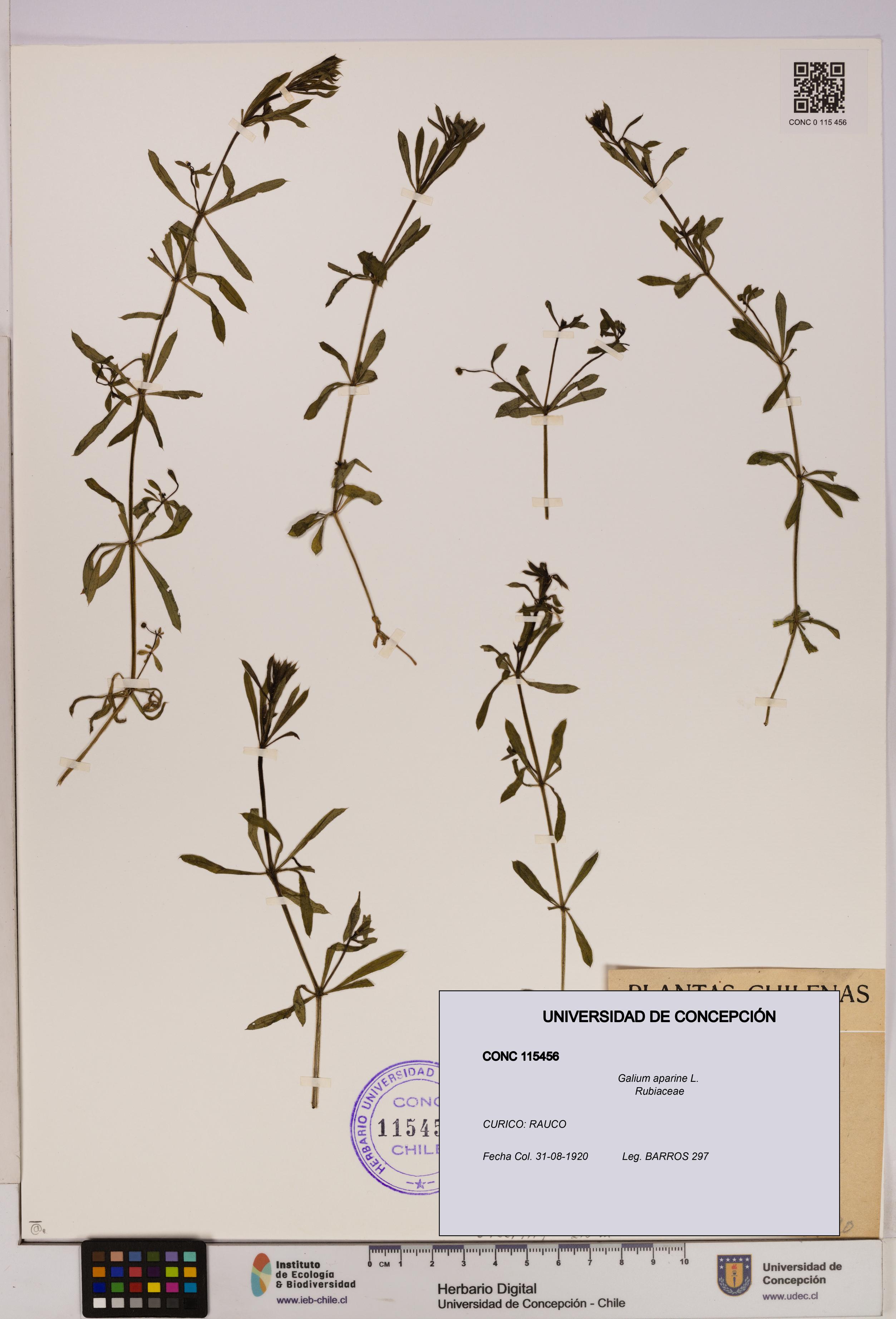 Galium aparine [Espécimen: UDEC:CONC:0115456]