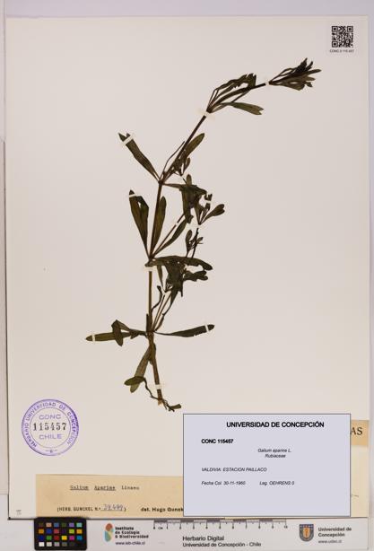 Galium aparine [Espécimen: UDEC:CONC:0115457]