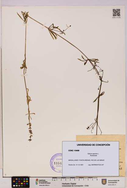 Galium aparine [Espécimen: UDEC:CONC:0115458]