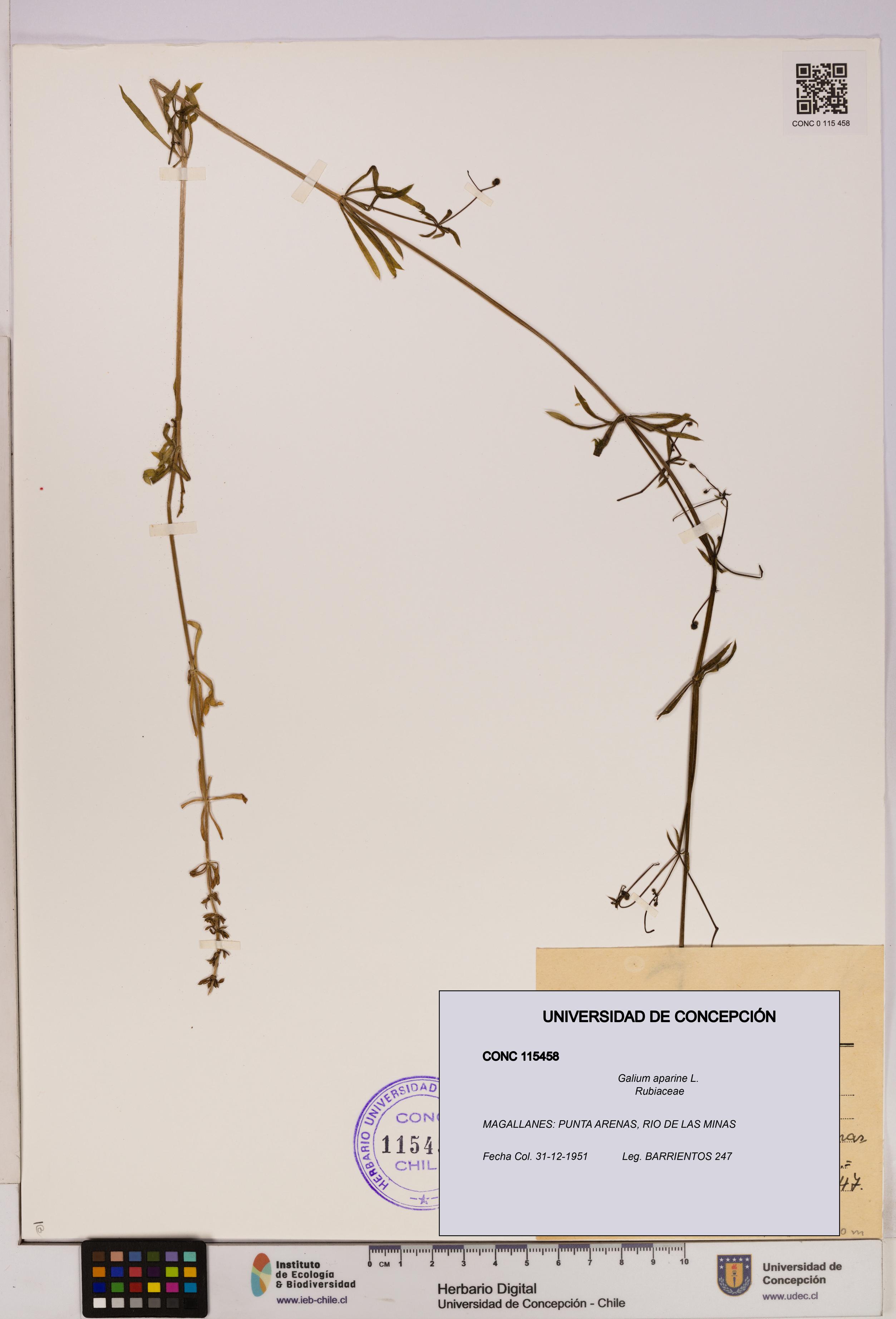 Galium aparine [Espécimen: UDEC:CONC:0115458]