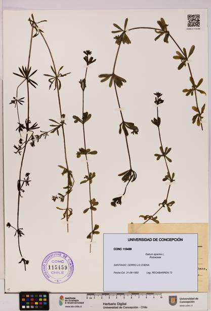 Galium aparine [Espécimen: UDEC:CONC:0115459]