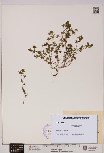 Sherardia arvensis [Espécimen: UDEC:CONC:0115460]