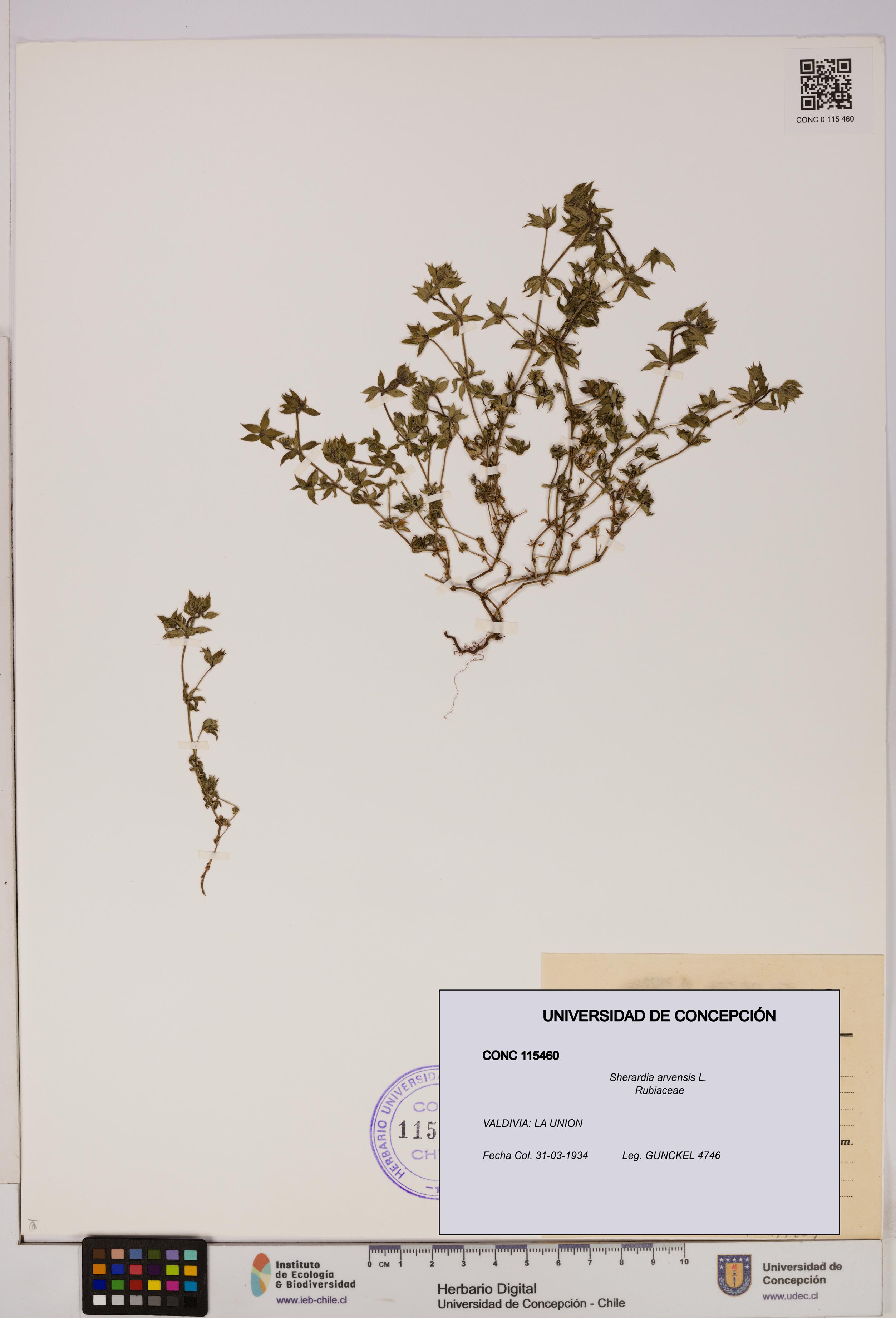 Sherardia arvensis [Espécimen: UDEC:CONC:0115460]