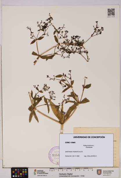 Rubia tinctorum [Espécimen: UDEC:CONC:0115461]