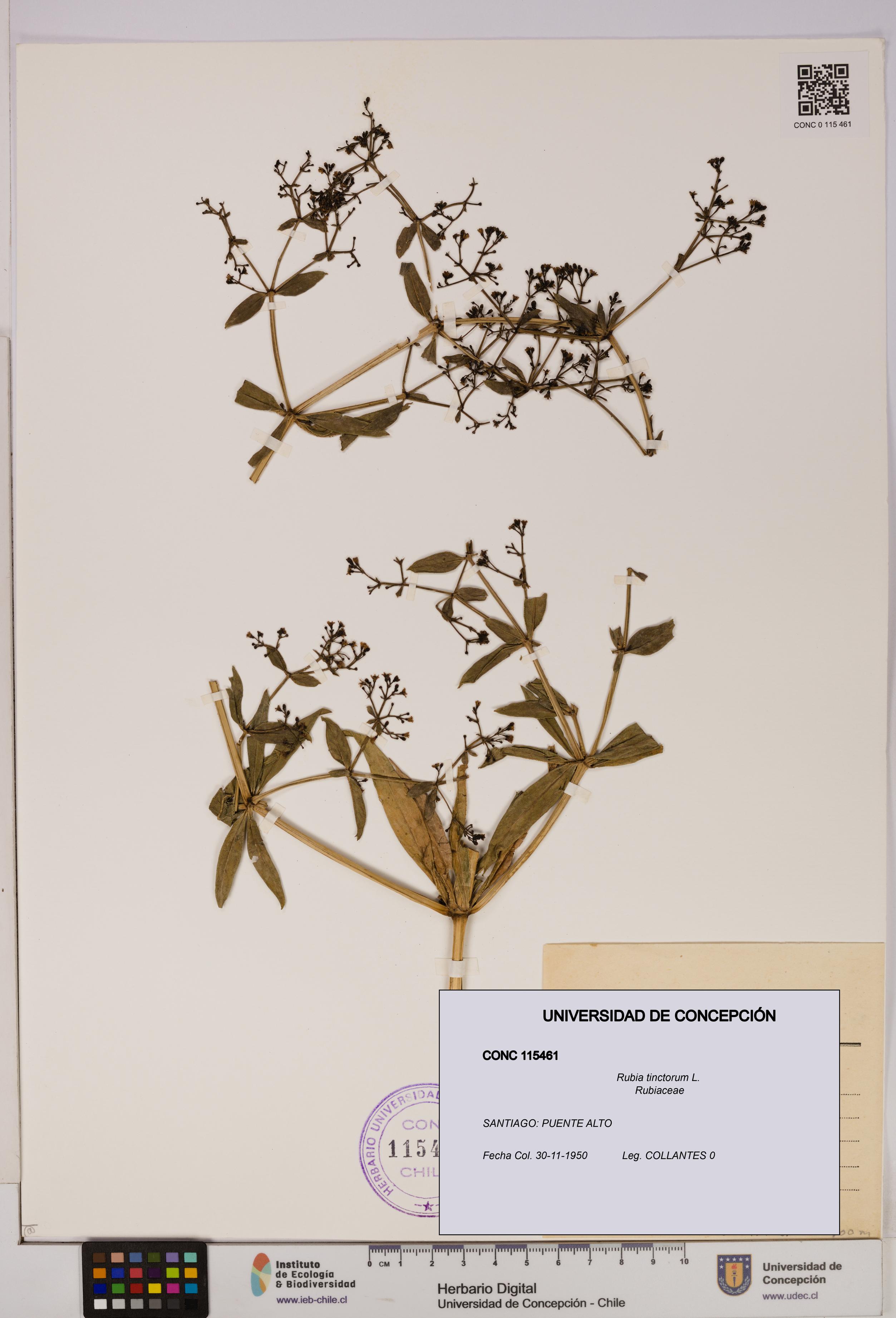 Rubia tinctorum [Espécimen: UDEC:CONC:0115461]