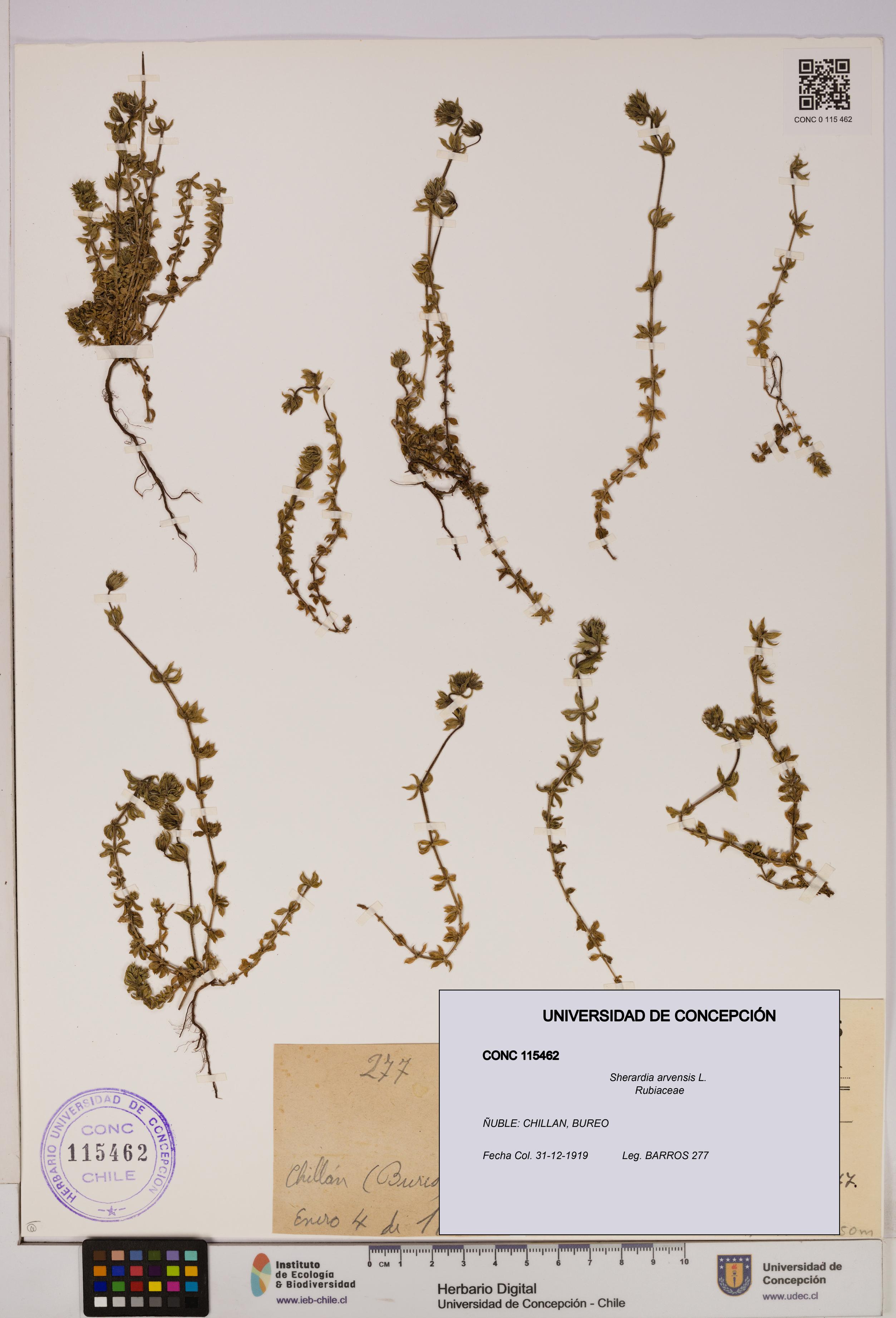 Sherardia arvensis [Espécimen: UDEC:CONC:0115462]