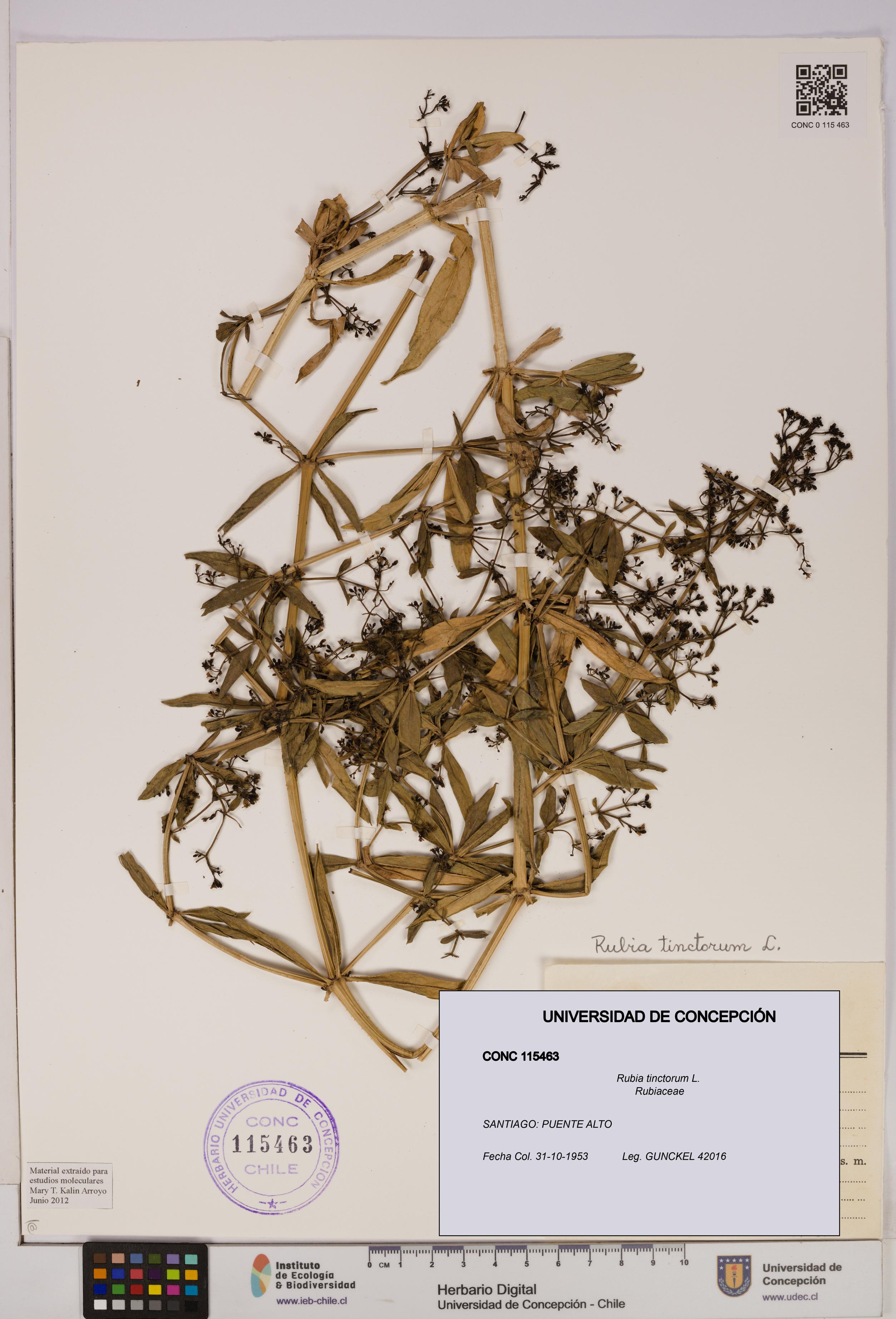 Rubia tinctorum [Espécimen: UDEC:CONC:0115463]