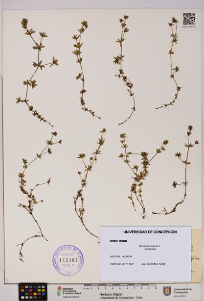 Sherardia arvensis [Espécimen: UDEC:CONC:0115464]