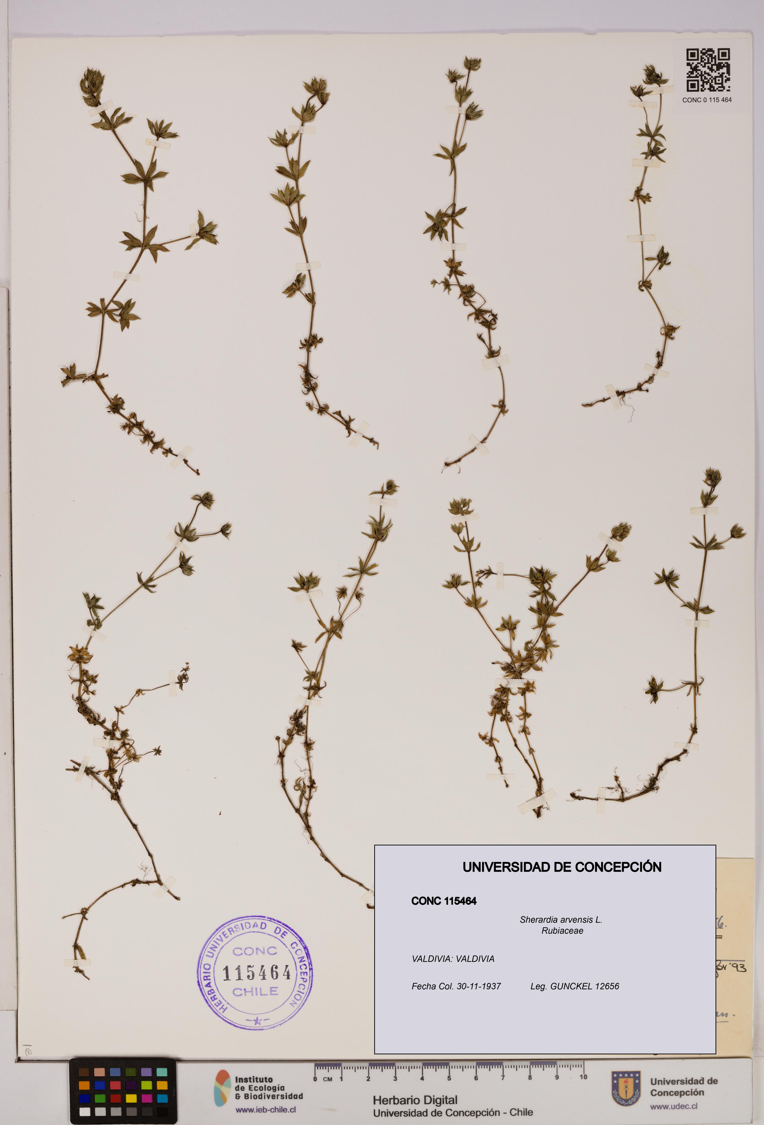 Sherardia arvensis [Espécimen: UDEC:CONC:0115464]
