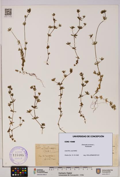 Sherardia arvensis [Espécimen: UDEC:CONC:0115465]