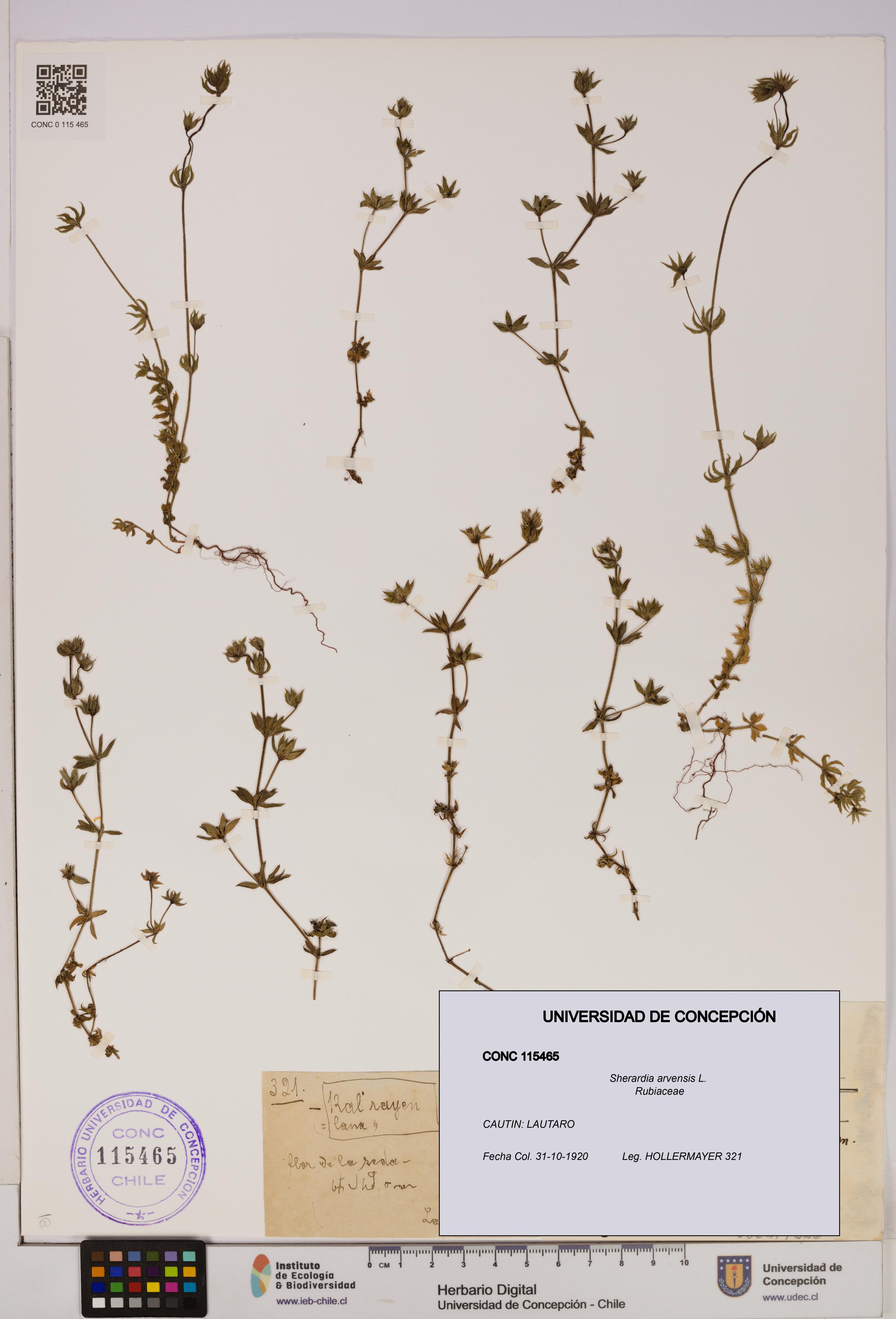 Sherardia arvensis [Espécimen: UDEC:CONC:0115465]