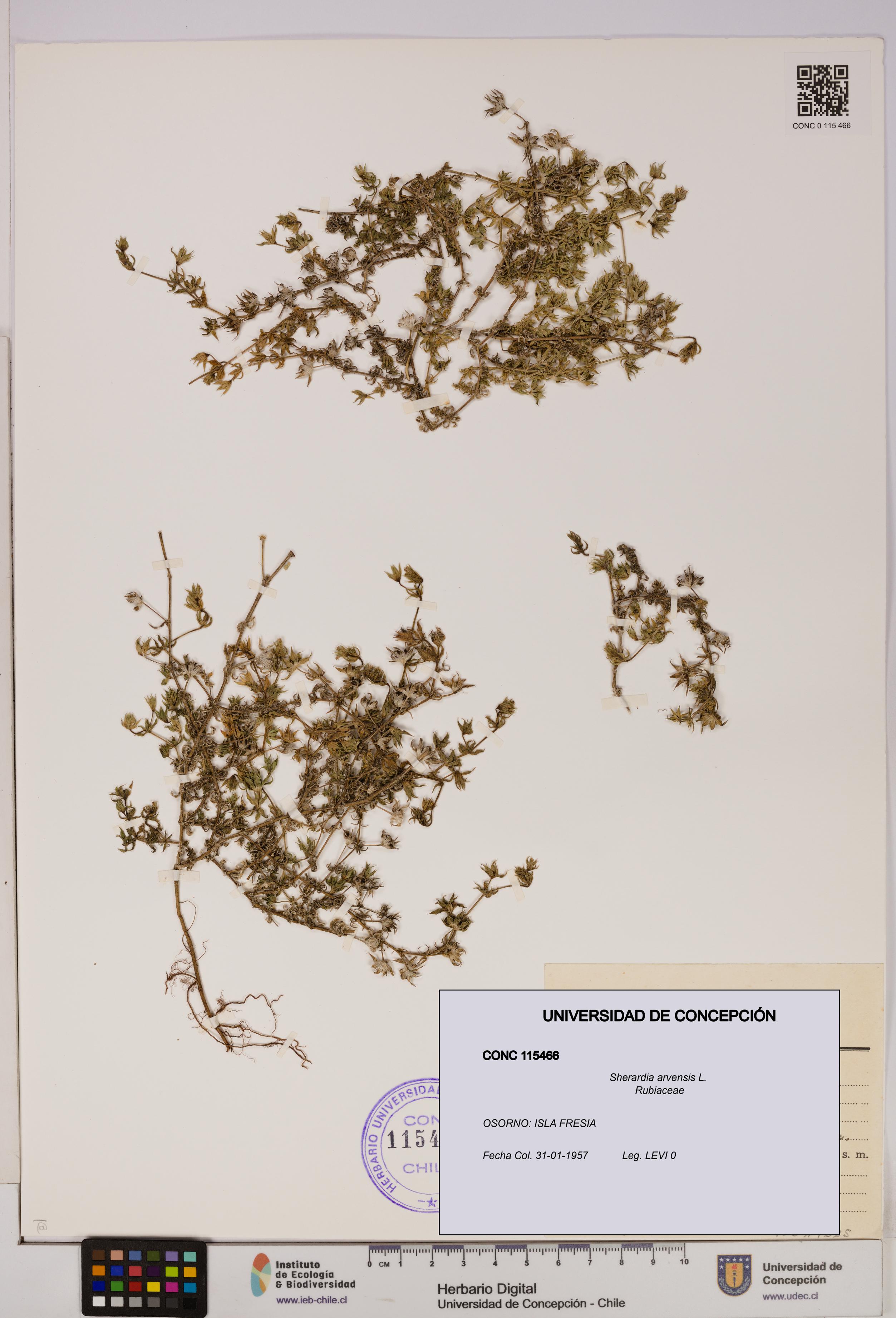 Sherardia arvensis [Espécimen: UDEC:CONC:0115466]