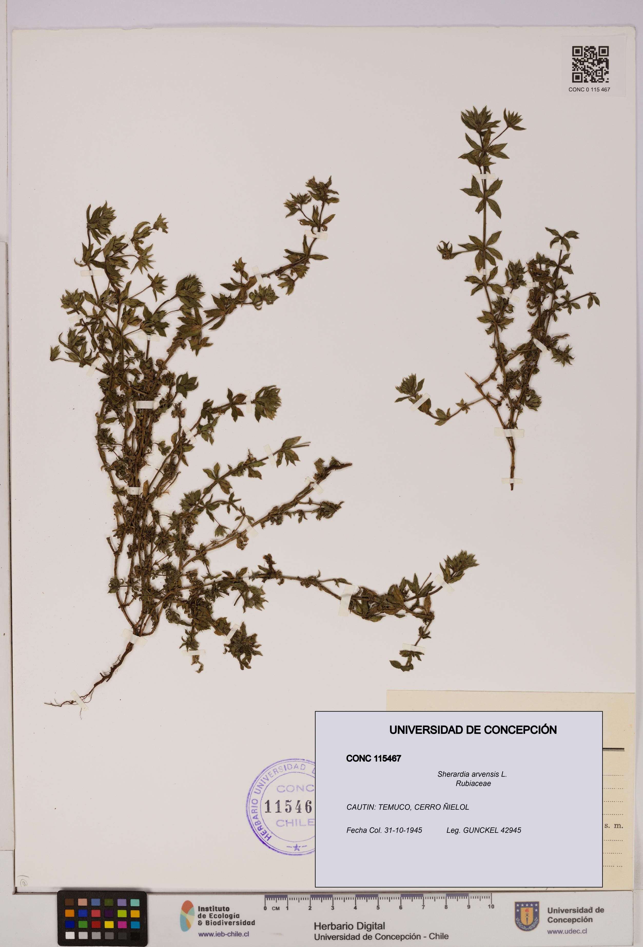 Sherardia arvensis [Espécimen: UDEC:CONC:0115467]