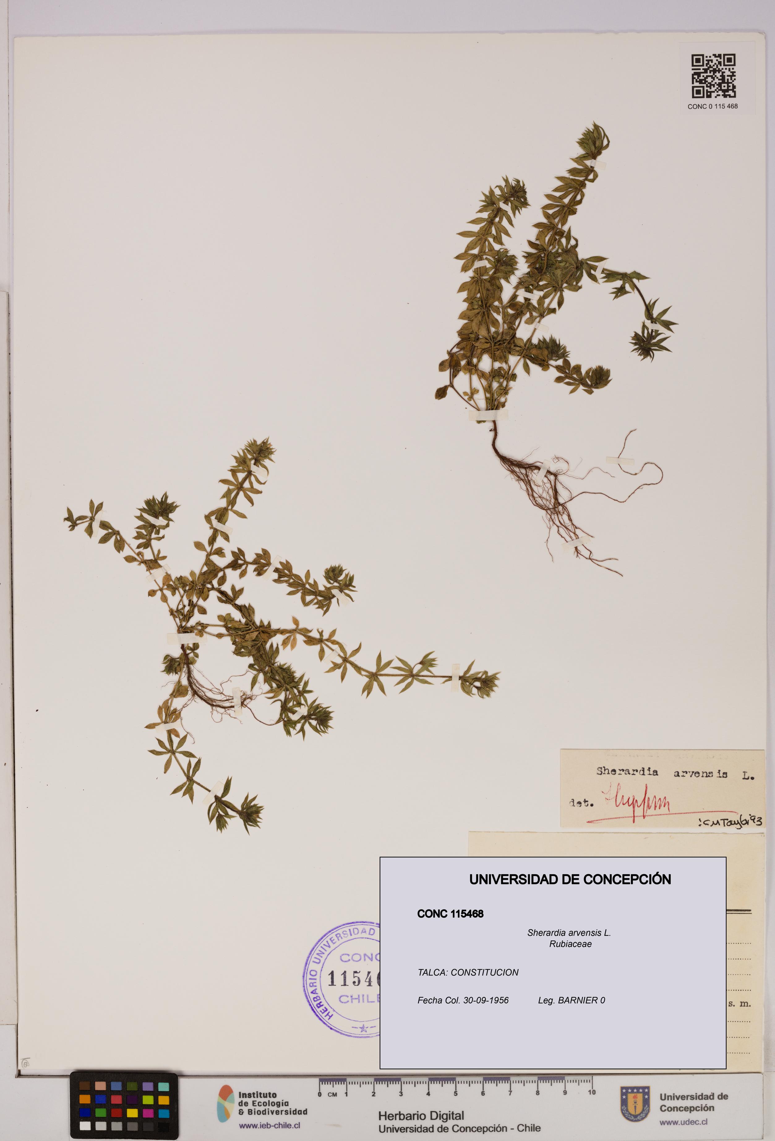 Sherardia arvensis [Espécimen: UDEC:CONC:0115468]