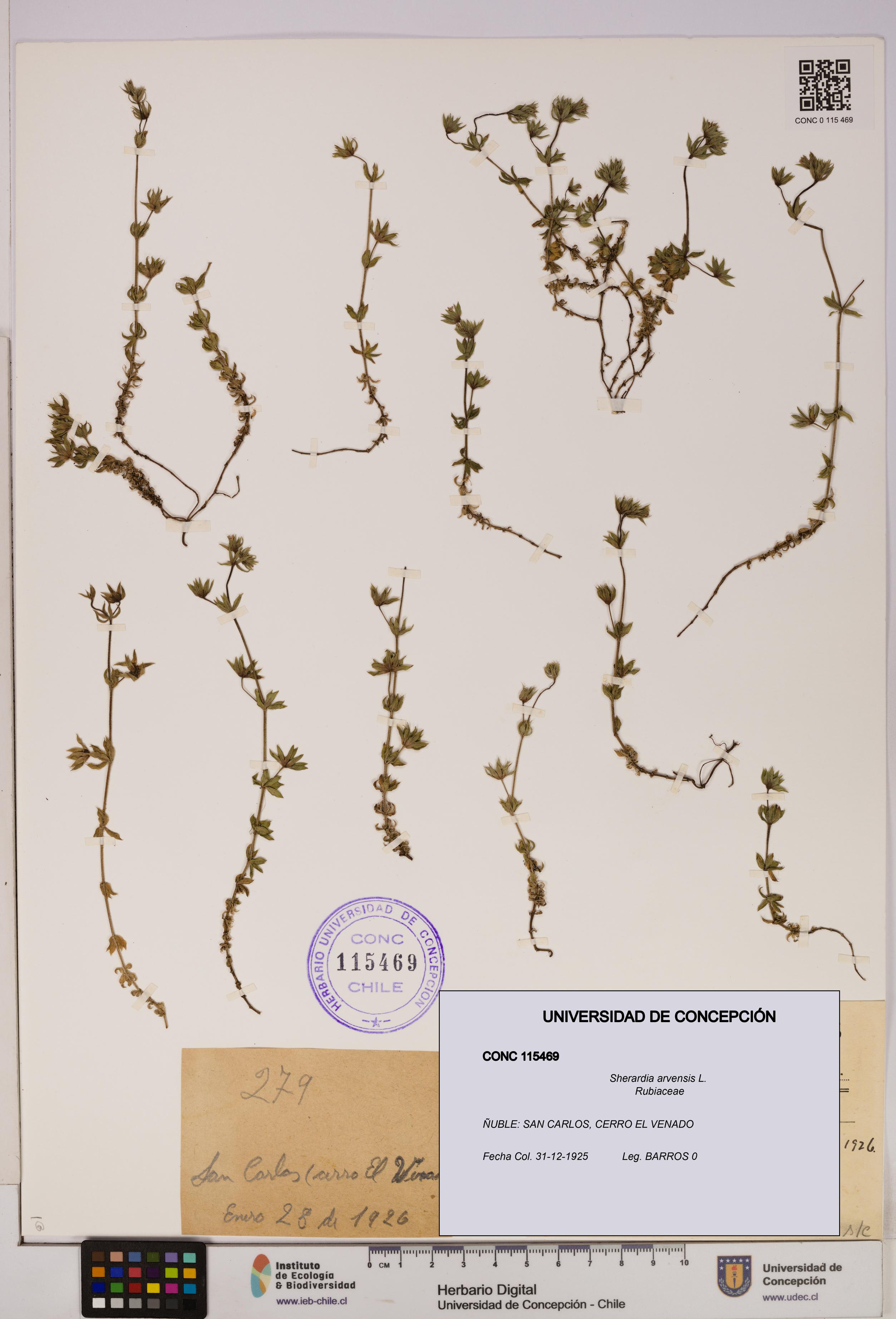 Sherardia arvensis [Espécimen: UDEC:CONC:0115469]