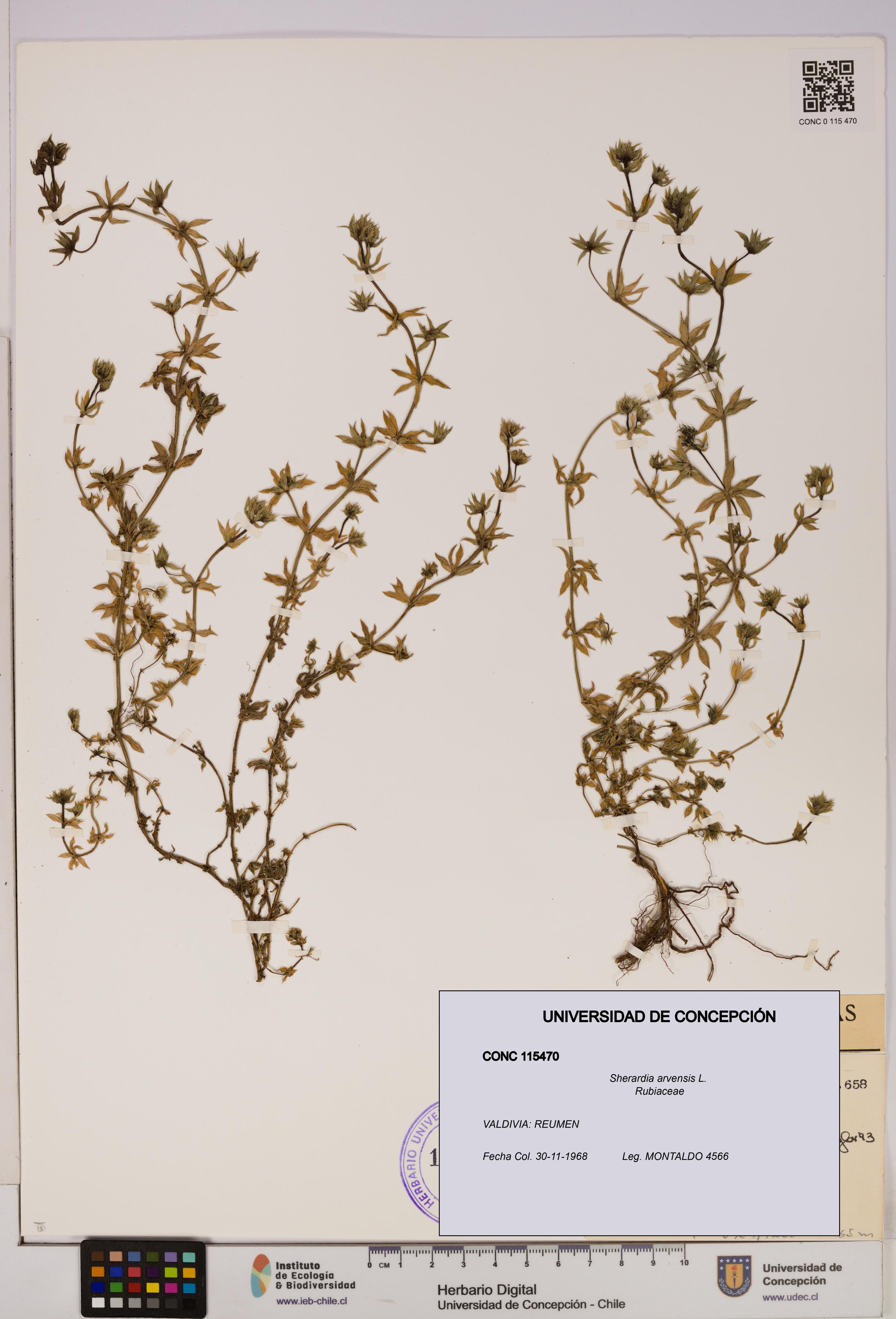 Sherardia arvensis [Espécimen: UDEC:CONC:0115470]