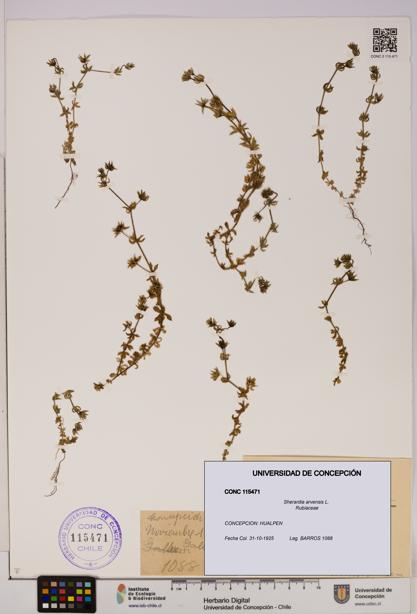 Sherardia arvensis [Espécimen: UDEC:CONC:0115471]