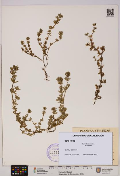 Sherardia arvensis [Espécimen: UDEC:CONC:0115472]