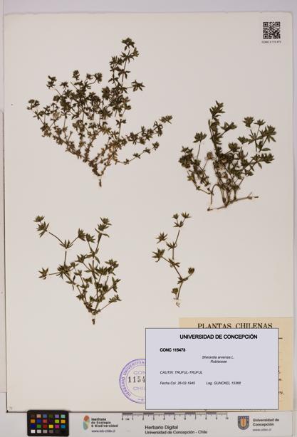 Sherardia arvensis [Espécimen: UDEC:CONC:0115473]
