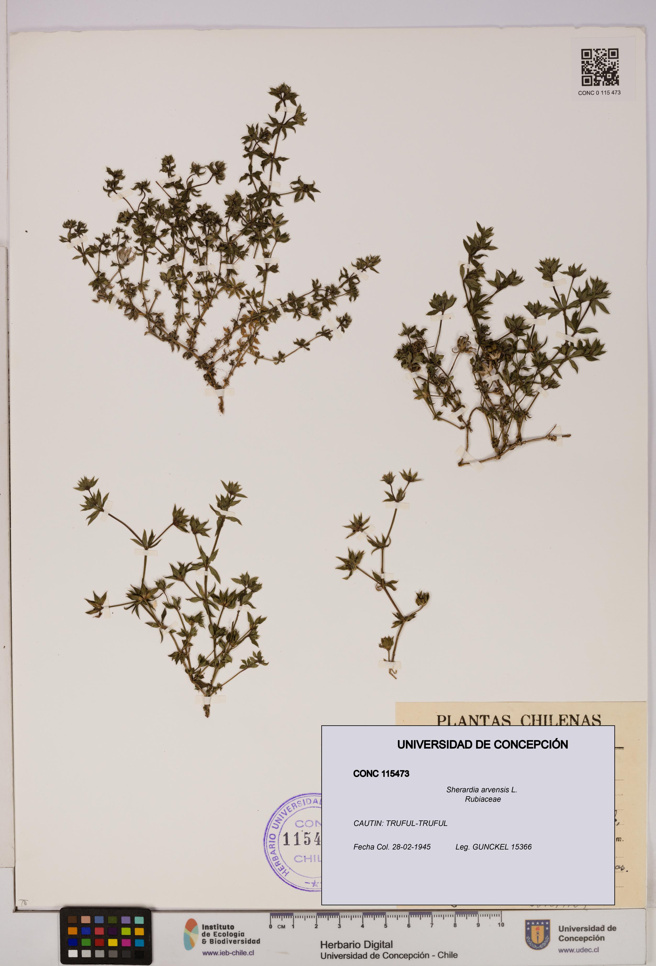 Sherardia arvensis [Espécimen: UDEC:CONC:0115473]