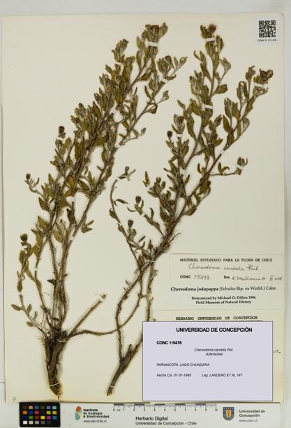Chersodoma candida [Espécimen: UDEC:CONC:0115478]