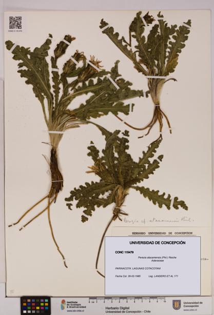Perezia atacamensis [Espécimen: UDEC:CONC:0115479]