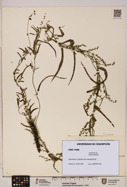 Dioscorea sp. [Espécimen: ]