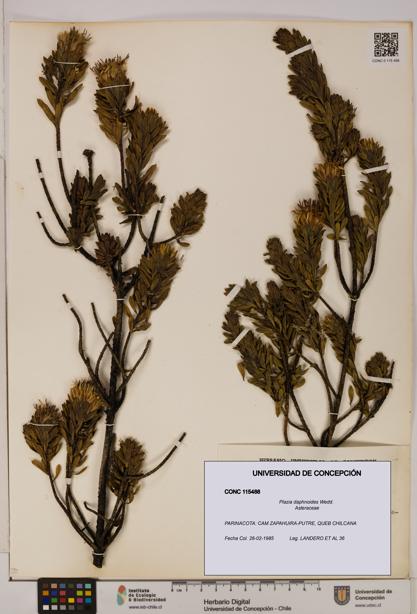 Plazia daphnoides [Espécimen: UDEC:CONC:0115488]