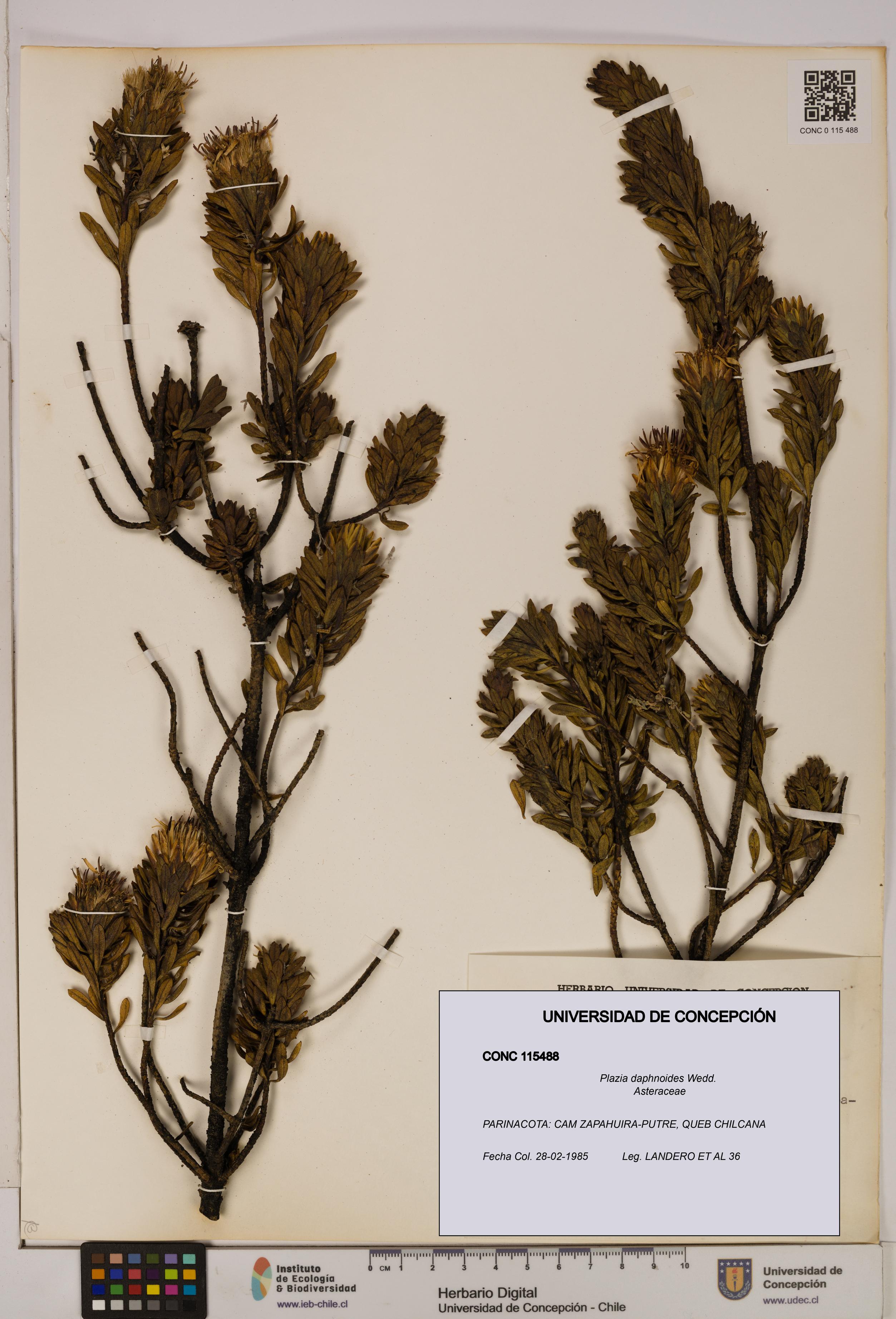 Plazia daphnoides [Espécimen: UDEC:CONC:0115488]