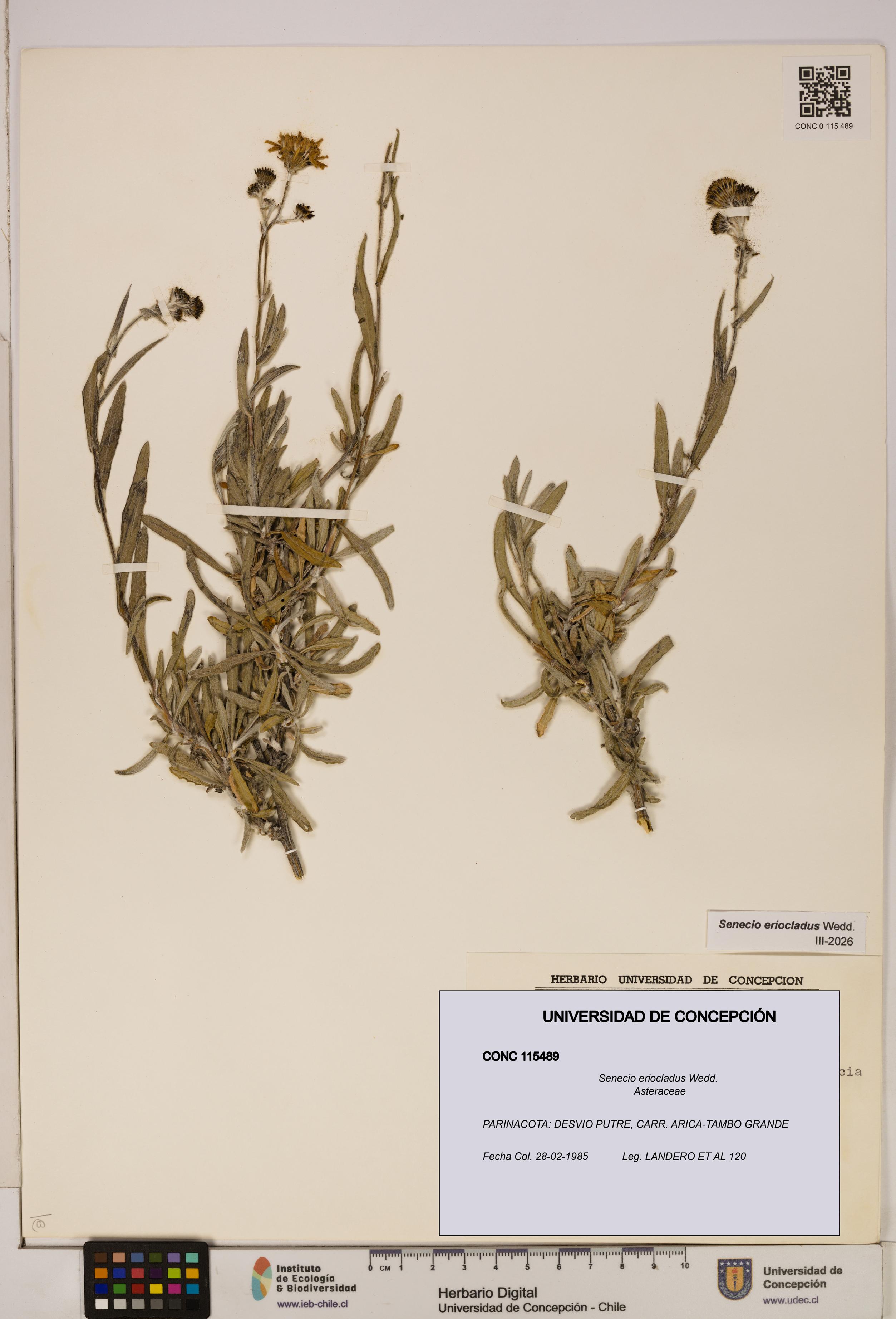 Senecio eriocladus [Espécimen: UDEC:CONC:0115489]
