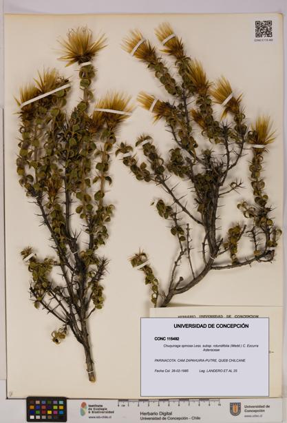 Chuquiraga spinosa subsp. rotundifolia [Espécimen: UDEC:CONC:0115492]