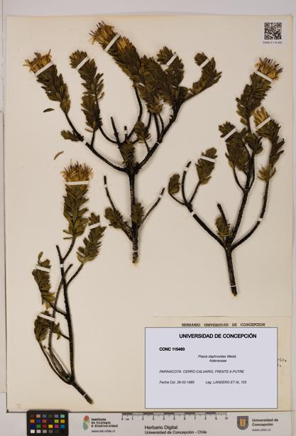 Plazia daphnoides [Espécimen: UDEC:CONC:0115493]