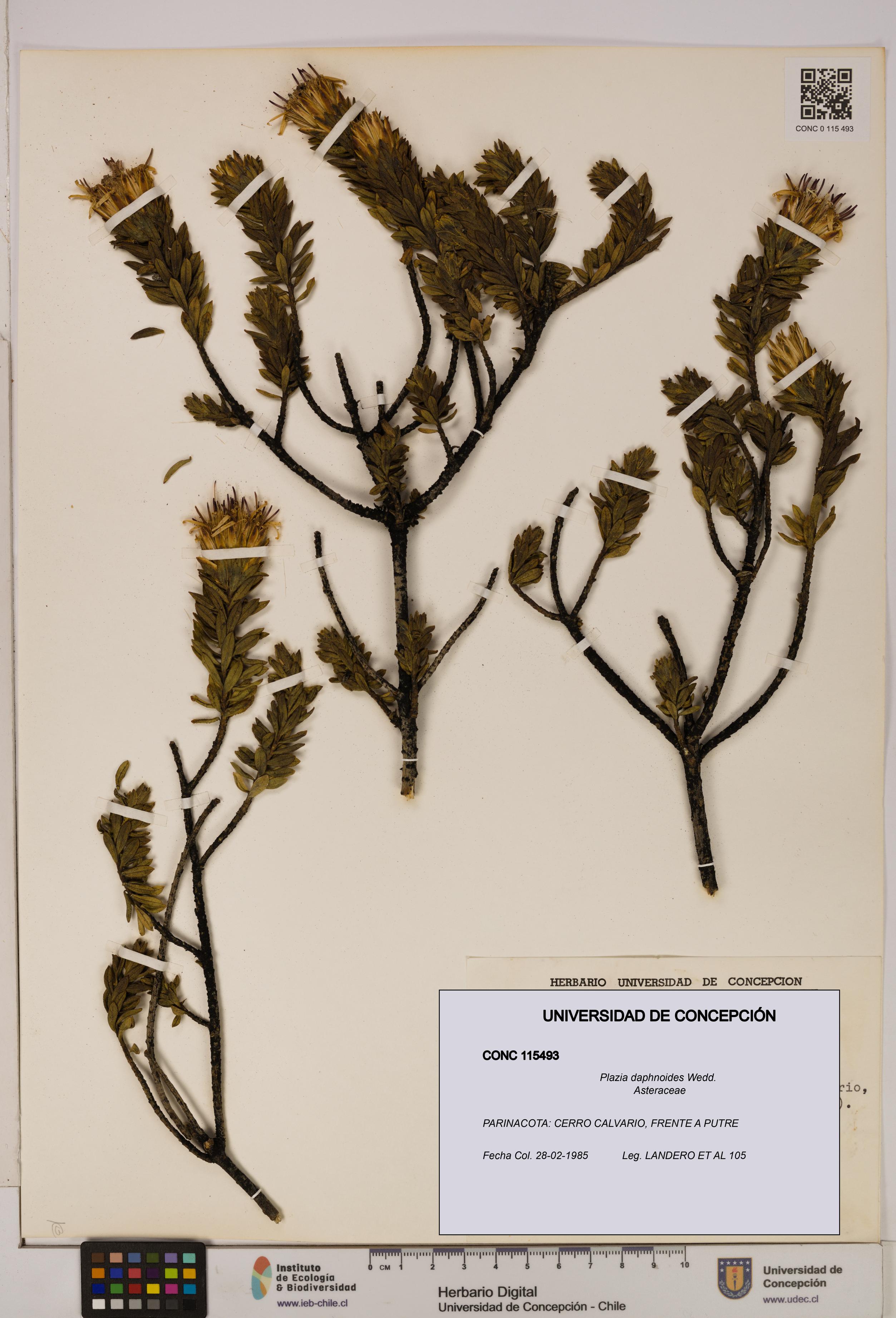 Plazia daphnoides [Espécimen: UDEC:CONC:0115493]