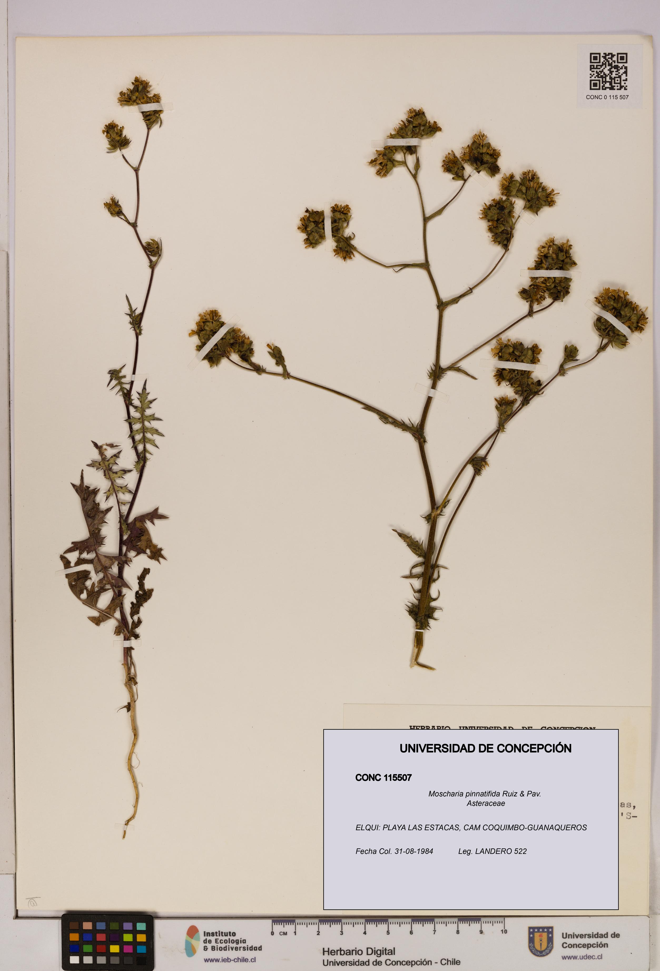 Moscharia pinnatifida [Espécimen: UDEC:CONC:0115507]