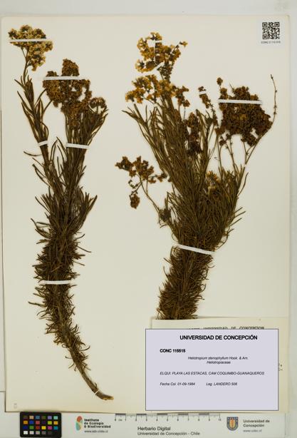 Heliotropium stenophyllum [Espécimen: UDEC:CONC:0115515]