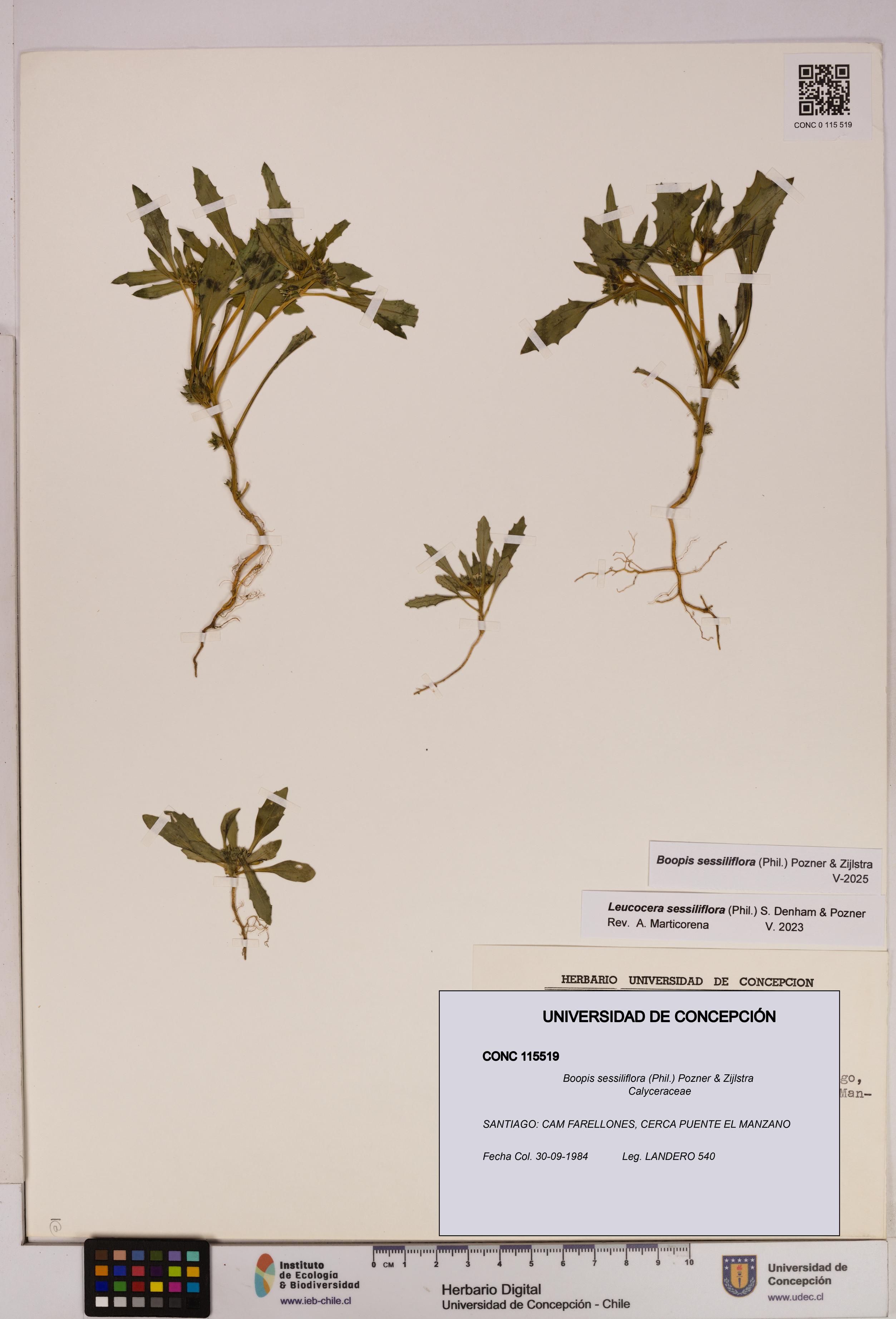 Boopis sessiliflora [Espécimen: UDEC:CONC:0115519]