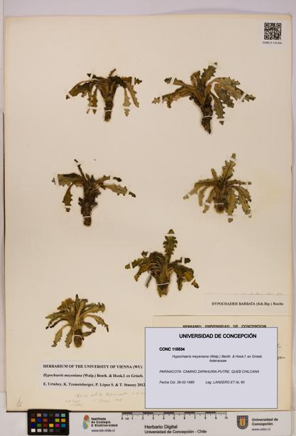 Hypochaeris meyeniana [Espécimen: UDEC:CONC:0115534]